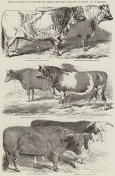 Preisrinder auf der Ausstellung der Royal Agricultural Society in Windsor